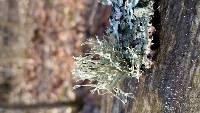 Ramalina complanata image