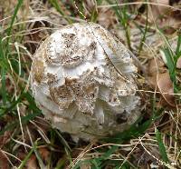 Coprinus comatus image