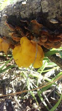 Tremella aurantia image