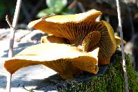 Omphalotus olivascens image