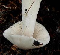 Volvariella gloiocephala image