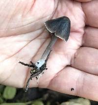 Mycena leptocephala image