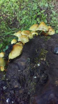 Hypholoma fasciculare image