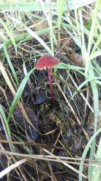 Marasmius plicatulus image