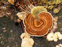 Trametes versicolor image