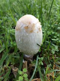 Coprinus comatus image