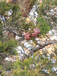 Gymnosporangium juniperi-virginianae image