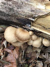 Pleurotus ostreatus image