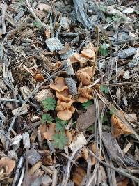 Tubaria furfuracea image