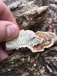 Trametes versicolor image