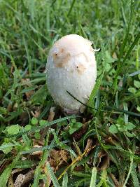 Coprinus comatus image