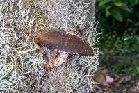 Gymnopilus purpuratus image