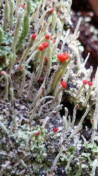 Cladonia macilenta image