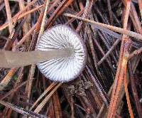 Mycena epipterygia image