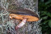 Gymnopilus purpuratus image