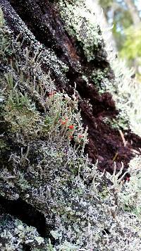 Cladonia macilenta image