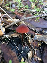 Marasmius plicatulus image