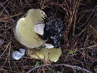 Suillus pungens image