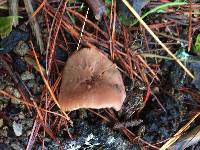 Laccaria amethysteo-occidentalis image