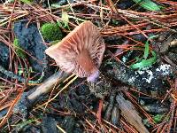 Laccaria amethysteo-occidentalis image