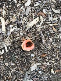 Clathrus columnatus image