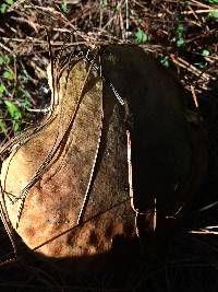 Suillus pungens image