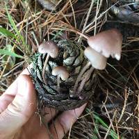 Mycena purpureofusca image