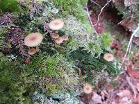 Lichenomphalia umbellifera image