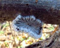 Schizophyllum commune image