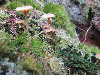 Lichenomphalia umbellifera image