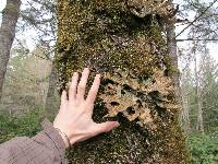 Lobaria pulmonaria image