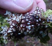 Lobaria pulmonaria image