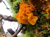 Tremella aurantia image