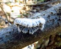 Schizophyllum commune image