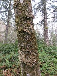 Lobaria pulmonaria image