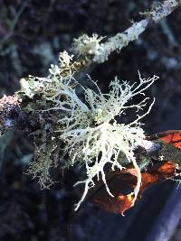 Evernia prunastri image