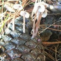 Mycena purpureofusca image