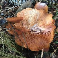 Lactarius rubidus image