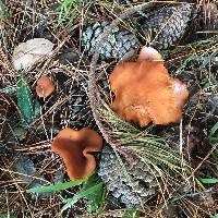 Lactarius rubidus image