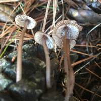 Mycena purpureofusca image