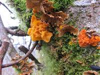 Tremella aurantia image