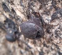 Daldinia concentrica image