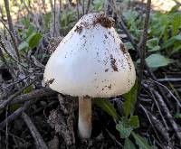 Volvariella gloiocephala image