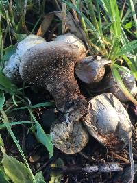 Lycoperdon perlatum image