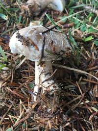 Clitocybe nebularis image