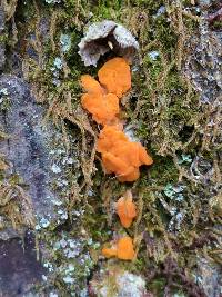 Tremella aurantia image