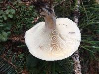 Clitocybe nebularis image