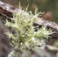 Usnea strigosa image