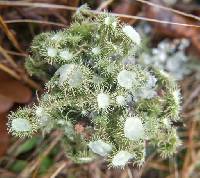 Usnea strigosa image