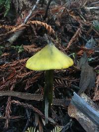 Hygrocybe singeri image